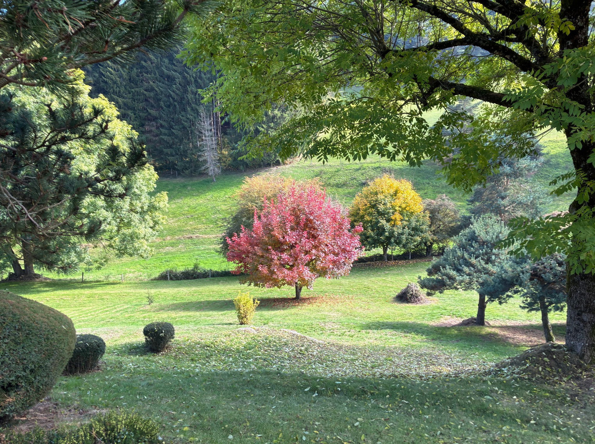 Tence/chenereilles jolie maison sur 4665 m2 de terrain
